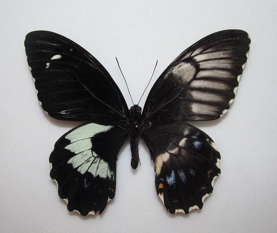 Papilio gambrisius (gynandromorph) Internet Image property of respective owner, non-commercial use only